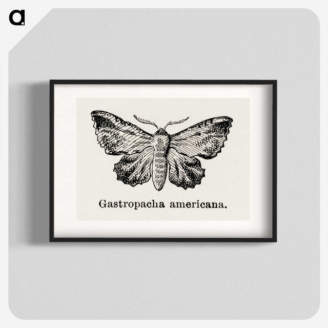 1-80_Moths-and-Butterflies-of-the-United-States_blk
