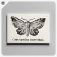 1-80_Moths-and-Butterflies-of-the-United-States_canvas