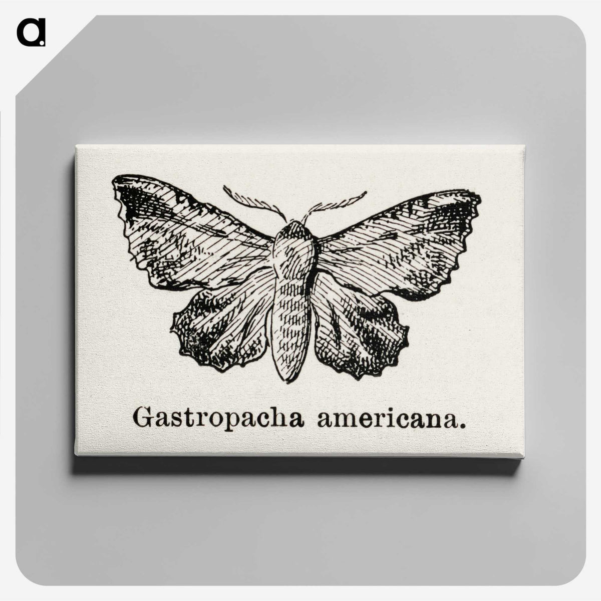 1-80_Moths-and-Butterflies-of-the-United-States_canvas