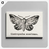 1-80_Moths-and-Butterflies-of-the-United-States_canvas