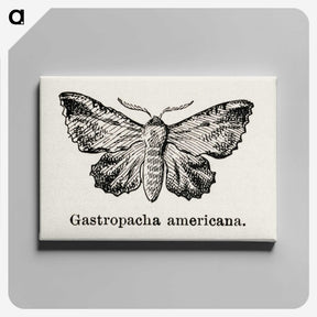 1-80_Moths-and-Butterflies-of-the-United-States_canvas