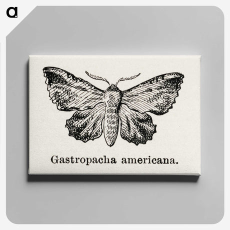 1-80_Moths-and-Butterflies-of-the-United-States_canvas