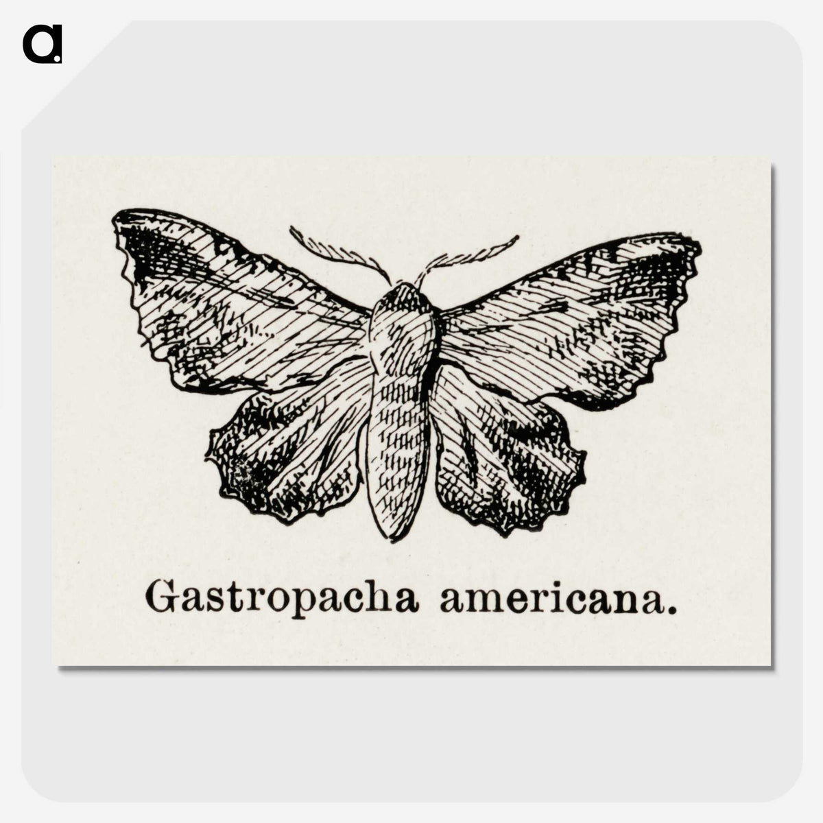 1-80_Moths-and-Butterflies-of-the-United-States_picture-crop