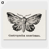 1-80_Moths-and-Butterflies-of-the-United-States_picture-crop
