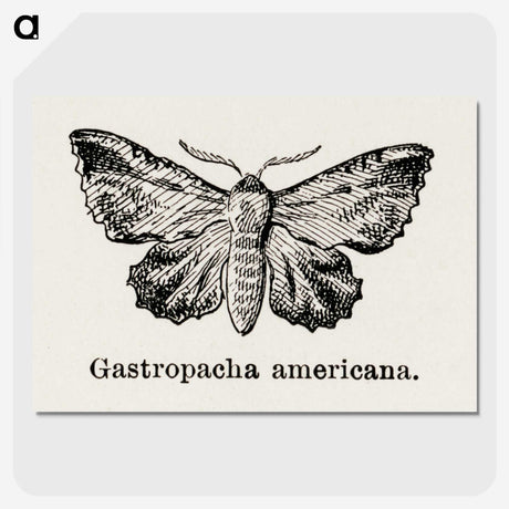 1-80_Moths-and-Butterflies-of-the-United-States_picture-crop