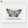 1-80_Moths-and-Butterflies-of-the-United-States_picture