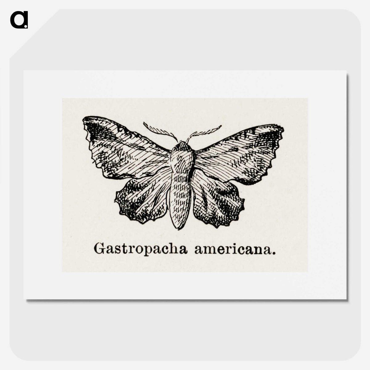 1-80_Moths-and-Butterflies-of-the-United-States_picture