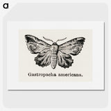 1-80_Moths-and-Butterflies-of-the-United-States_picture