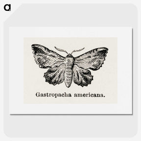 1-80_Moths-and-Butterflies-of-the-United-States_picture
