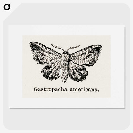 1-80_Moths-and-Butterflies-of-the-United-States_picture