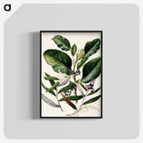 1-80_Native-Flowering-Plants-of-New-Zealand_blk-crop