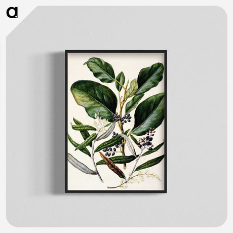 1-80_Native-Flowering-Plants-of-New-Zealand_blk-crop