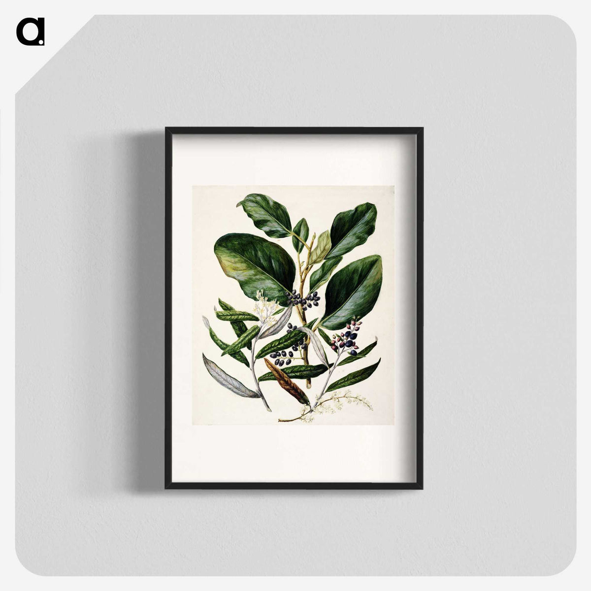 1-80_Native-Flowering-Plants-of-New-Zealand_blk