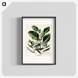 1-80_Native-Flowering-Plants-of-New-Zealand_blk