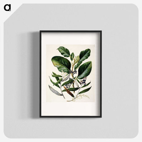1-80_Native-Flowering-Plants-of-New-Zealand_blk