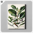 1-80_Native-Flowering-Plants-of-New-Zealand_canvas