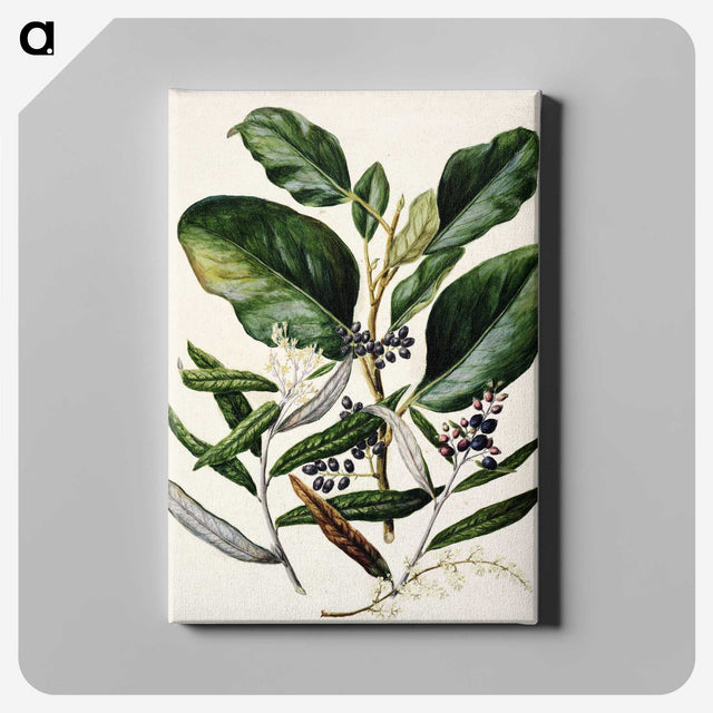 1-80_Native-Flowering-Plants-of-New-Zealand_canvas