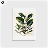 1-80_Native-Flowering-Plants-of-New-Zealand_hagaki