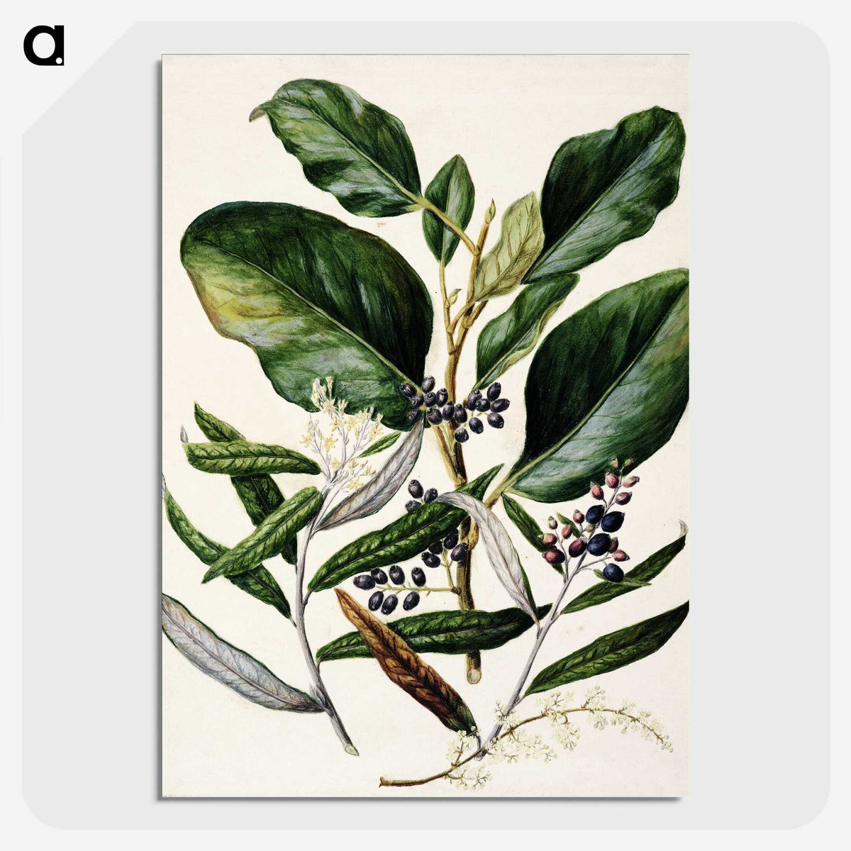 1-80_Native-Flowering-Plants-of-New-Zealand_picture-crop
