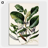 1-80_Native-Flowering-Plants-of-New-Zealand_picture-crop