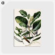 1-80_Native-Flowering-Plants-of-New-Zealand_postcard