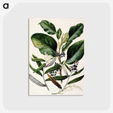 1-80_Native-Flowering-Plants-of-New-Zealand_postcard