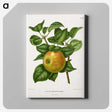 1-80_Nederlandsche-Flora-en-Pomona_canvas