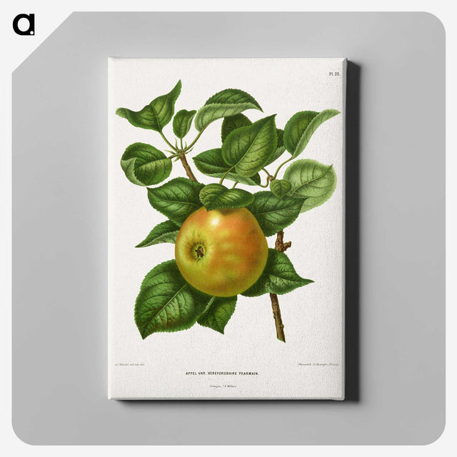 1-80_Nederlandsche-Flora-en-Pomona_canvas