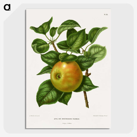 1-80_Nederlandsche-Flora-en-Pomona_picture-crop