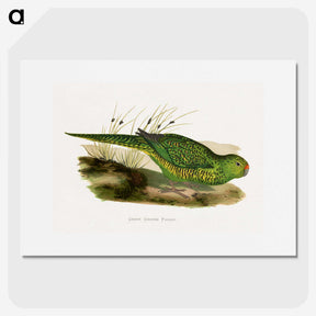 1-80_Parrots-in-Captivity_picture