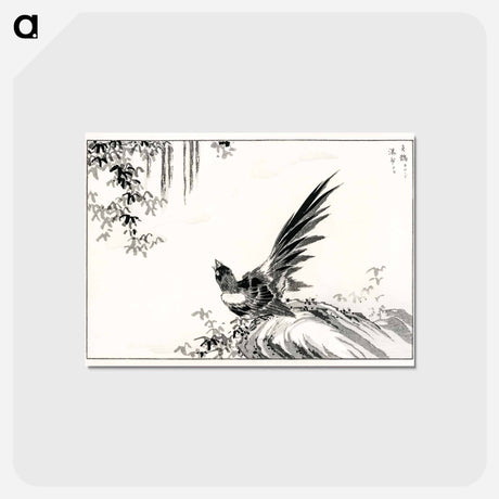 アートポストカード-Magpie and Waterfall
 - 鳥類図鑑 Postcard.