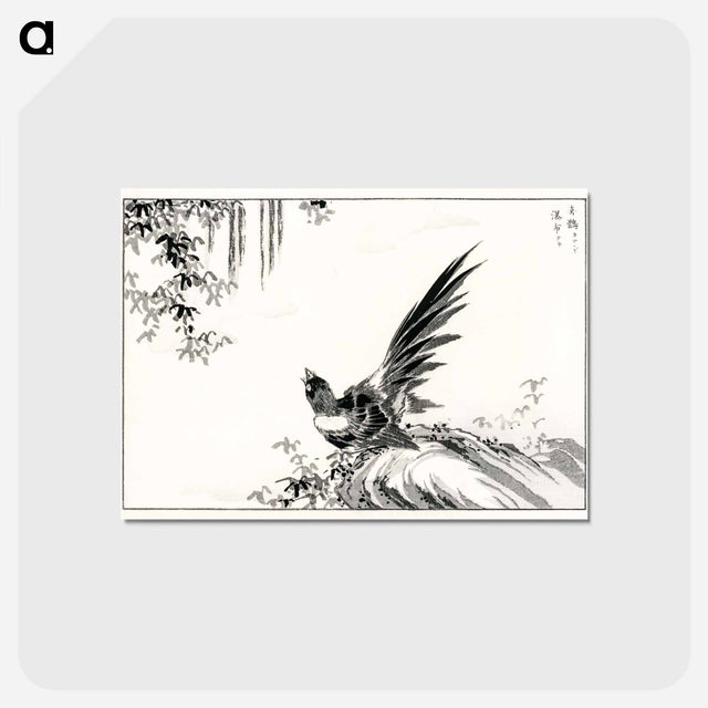 アートポストカード-Magpie and Waterfall
 - 鳥類図鑑 Postcard.
