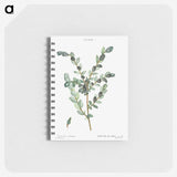 1-80_Pierre-Joseph-Redoute_memo