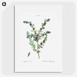 1-80_Pierre-Joseph-Redoute_picture