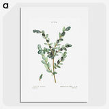1-80_Pierre-Joseph-Redoute_picture