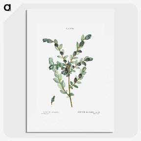 1-80_Pierre-Joseph-Redoute_picture