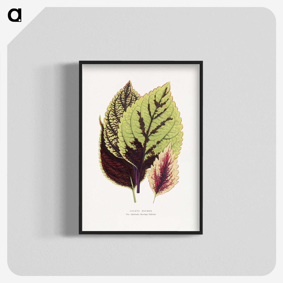 1-80_Plants-with-Colored-Foliage_blk-crop