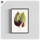 1-80_Plants-with-Colored-Foliage_blk-crop