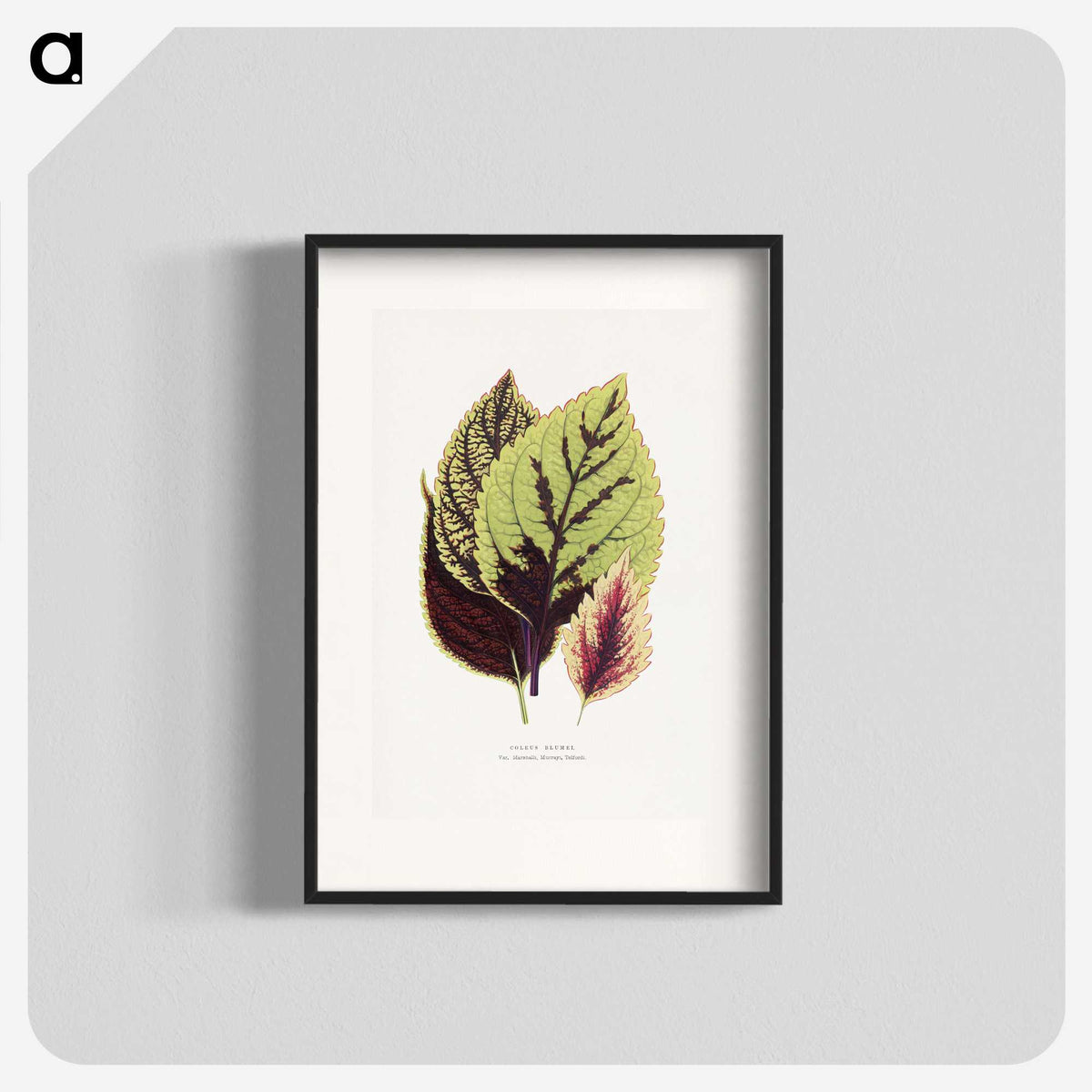 1-80_Plants-with-Colored-Foliage_blk