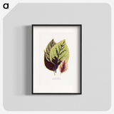 1-80_Plants-with-Colored-Foliage_blk