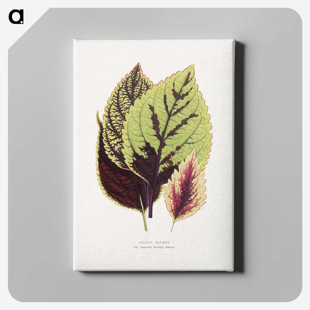 1-80_Plants-with-Colored-Foliage_canvas