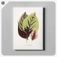 1-80_Plants-with-Colored-Foliage_canvas