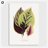 1-80_Plants-with-Colored-Foliage_picture-crop