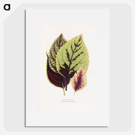 1-80_Plants-with-Colored-Foliage_picture