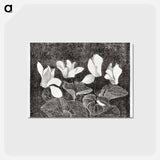 アートポストカード-Cyclamen
 - サミュエル ジェスルン Postcard.