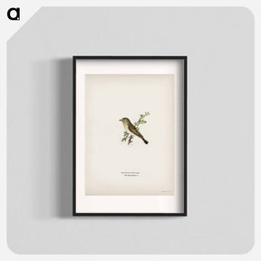 アートポスター-Red-breasted Flycatcher
 - スヴェンスカ フォグラル Poster.