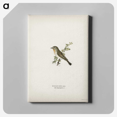 1-80_Svenska-Faglar_canvas