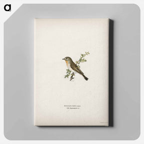 アートパネル-Red-breasted Flycatcher
 - スヴェンスカ フォグラル Canvas.