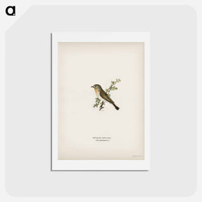 アートポストカード-Red-breasted Flycatcher
 - スヴェンスカ フォグラル Postcard.