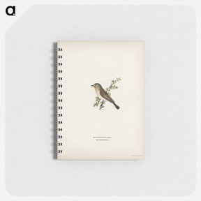 アートメモ帳-Red-breasted Flycatcher
 - スヴェンスカ フォグラル Memo.